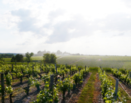 Sauvignon Blanc - Touraine, Michaud  Loire