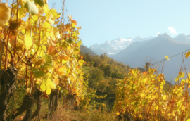 Gwass - Chanton Weine, Vispertal, Wallis, Zwitserland