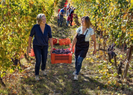 Nebbiolo - Barolo La Morra - Ciabot Berton - Piemonte