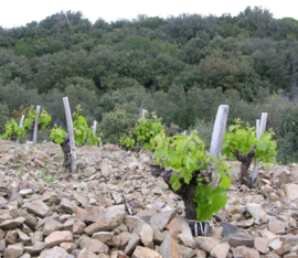 Grenache, Mourvedre, Syrah - Faugeres Les Novices - Abbaye Sylva Plana