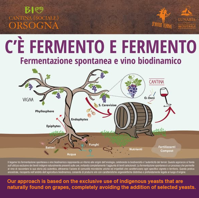 Malvasia -  Lunaria Ancestrale Orange, Oranjewijn,  Cantina Orsogna.