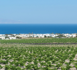 Assyrtiko,Aidani, Athiri - Vinsanto 4 jaar - Argyros, Santorini, Griekenland