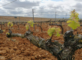 Tempranillo - Tinta de Toro Roble “Muruve”