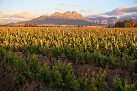 Touriga Nacional, Syrah - Stellenbosch - Wijnhuis Villiera - Down to earth - bio - vegan