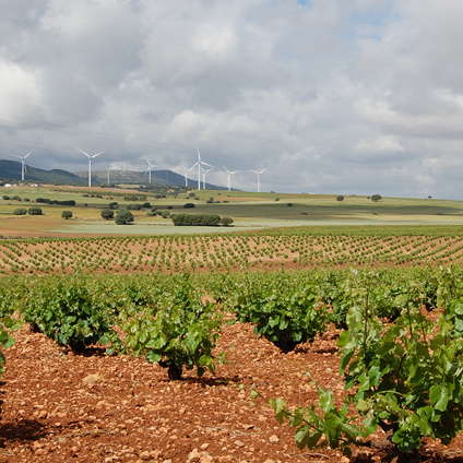 Syrah, Merlot -  Rosado, Cueva del Chaman - DO Almansa