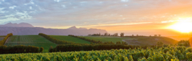 Chenin Blanc - False Bay - Waterkloof Estate Bio