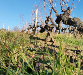 Pinot Noir, Syrah - La Saromagnote, vatgerijpt, Lyonnais,Vins de Franck Decrenisse