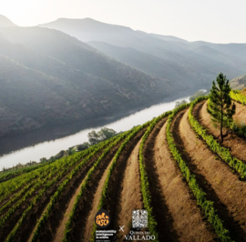 Sousão - Douro, Quinta do Vallado