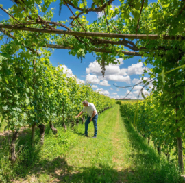 Nebbiolo - Barolo La Morra - Ciabot Berton - Piemonte