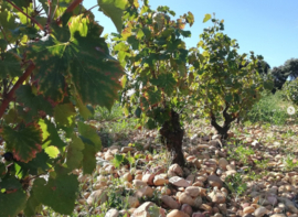 Grenache, Syrah - Cotes du Rhone, La Bastide Saint Dominique