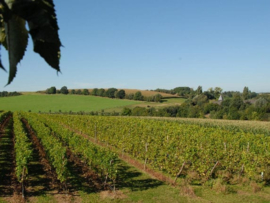 Muller Thurgau,  Auxerrois, Pinot Gris - O Soleil, Landgoed Overst, Voerendaal, Nederland