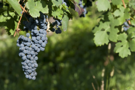 Arneis - Vino Bianco Sant Agostino, Le Marie Vini, Barge, Piemonte