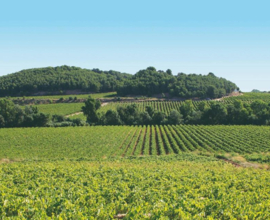 Cabernet Sauvignon, Tempranillo, Merlot  - Gaudiana,  Bodegas Pinord, Penedes
