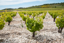 Roussanne, Marsanne, Terret - Amstamgram Pomone -  Orange Wine - oranje wijn