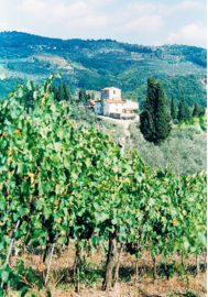 Trebbiano - Renzo Masi Poggerissi Bianco di  Toscana