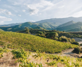 Vermentu, Biancu Gentile, Carajolu -  Quattru Blanc, Domaine Ligenda, Corsica