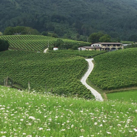 Hondarrabi Zuri, Gros Manseng - Txakolina, Txakoli -  Bodega Hiruzta - Baskenland