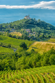 Cortese - Gavi Il Forte, Produttori del Gavi, Piemonte