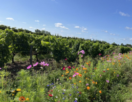 Merlot, Cabernet Franc - Bordeaux, Fronsac, Domaine Jean-Yves Millaire