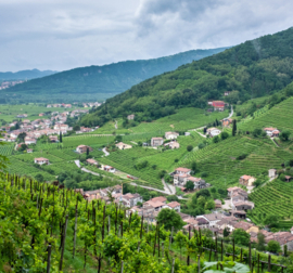 Pinot Nero - Nadal Vini, Veneto