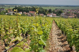 Pinot Noir -  Cote de Nuits Villages Aux Montagnes - Sylvain Loichet - bio