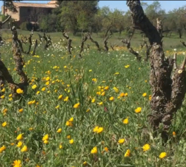 Parellada - Experiencia, Succes Vinicola, Catalunya