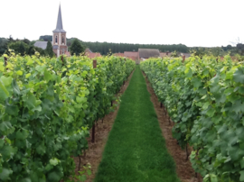 Pinot Blanc - Wijndomein Kitsberg, Haspengouw, Belgie