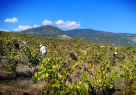 Xinomavro,  Krasato, Sirovoto -  Rapsani PDO,  Dougos Winery, Griekenland