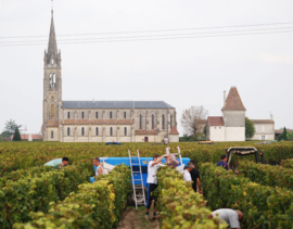 Merlot, Cabernet Sauvignon -  Vignobles Michel Coudroy, Montagne Saint Emilion, Bordeaux,