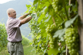 Nebbiolo - Pinerolese Rosso, Debarges, Le Marie Vini, Barge, Piemonte