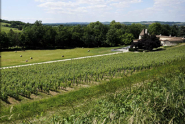 Merlot, Cabernet Franc - La Dame -  Chateau Jean Faux Bordeaux