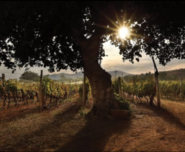 Cabernet Sauvignon, Shiraz - La Reserve, Grover, Rolland, India