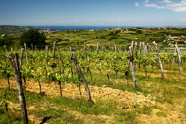 Yellow Muscat -  Rodica Winery, Truske, Koper, Slovenie 0,5L