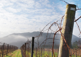 Pinot Noir -  Cave d'Occi, Japan