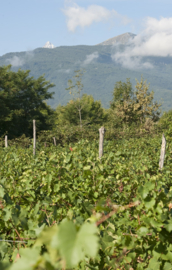 Arneis - Vino Bianco Sant Agostino, Le Marie Vini, Barge, Piemonte