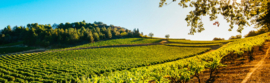 Viognier - Sainte Anne, Summum Wines, Languedoc - vatgerijpt