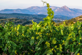 Agiorgitiko - Lysimelis, Papantonis Winery, Nemea, Griekenland