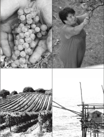 Trebbiano, Sauvignon Blanc  - Spinalba -  Venea Vini Abruzzen
