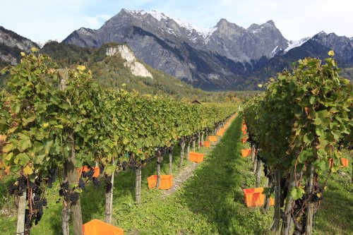 Chardonnay - Barrique, Le Grand,  Thomas Marugg - Zwitserland