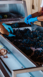 Sangiovese, Colorino - Vino Nobile di Montepulciano, Poderi Boscarelli, Toscane