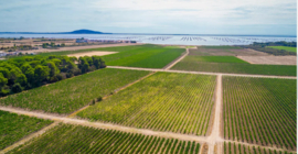 Picpoul - Picpoul de Pinet AOP - Domaine Belle Mare