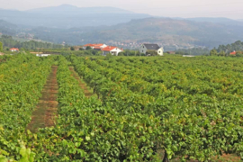 Alvarinho, Trajadura – Quinta do Regueiro,  Vinho Verde Portugal