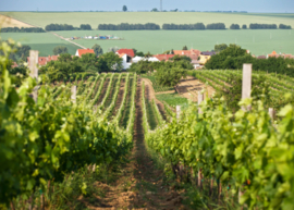 Riesling, Sauvignon Blanc, Gewurztraminer- La Blanca,  natuurwijn, Tsjechie, Krasna Hora