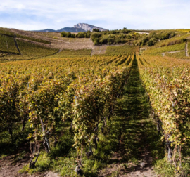 Cornalin -  Reserve Chamaray, Jean René Germanier - Zwitserland
