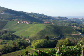 Nebbiolo - Barolo  Cru Ginestra,  Paolo Conterno, Monforte d'Alba