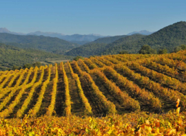 Vermentino - Faustine Abbatucci Blanc, Corsica