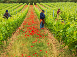 Grenache, Cabernet Sauvignon, Vermentino, Muscat de Hambourg,  Muscat Petit Grains - les Coquelicots, Domaine de Rousset,  Haute Provence
