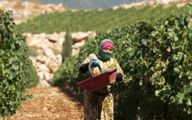 Cabernet Sauvignon - Chateau Ksara   - Libanon