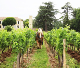 Merlot - Chateau Teillac, Puisseguin Saint-Emilion.