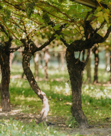 Enantio - Red Point, Cantina Roeno, Trentino